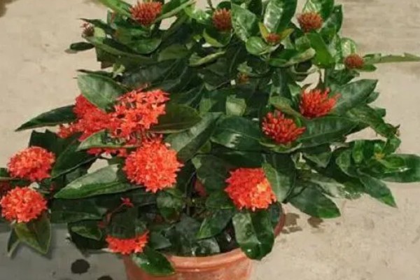 龙船花开花后如何修剪，花期过后需进行全方位修剪