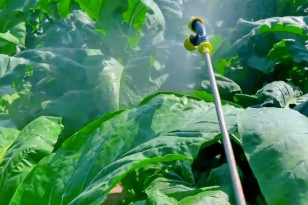 蔬菜杀虫适合用什么药，根据防治对象选择对应药物