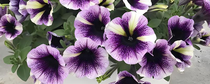 冬季室内牵牛花如何养护，适合生长在温暖的环境中