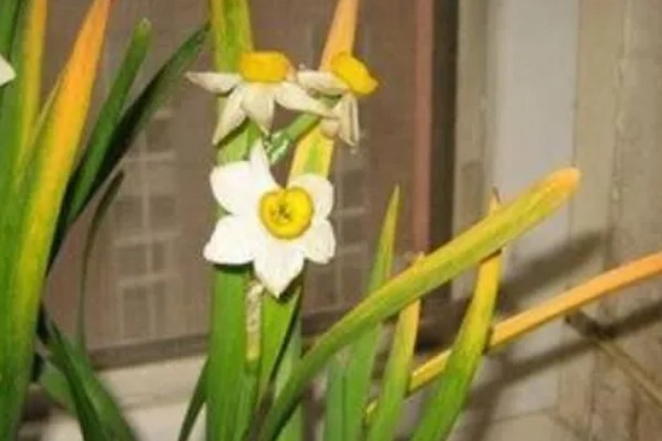 水仙花叶子发黄的原因，可能是土壤不适所致