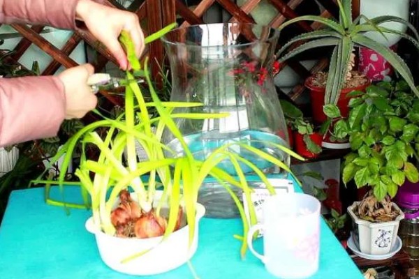 水仙花叶子发黄的原因，可能是土壤不适所致