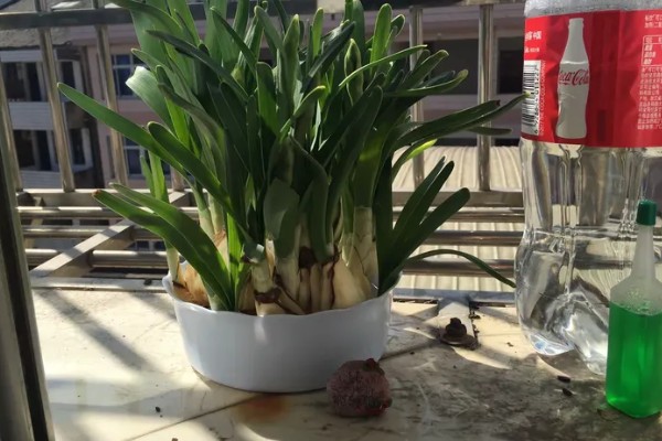 水仙花叶子发黄的原因，可能是土壤不适所致