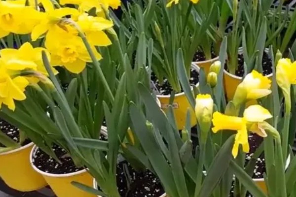 水仙花叶子发黄的原因，可能是土壤不适所致