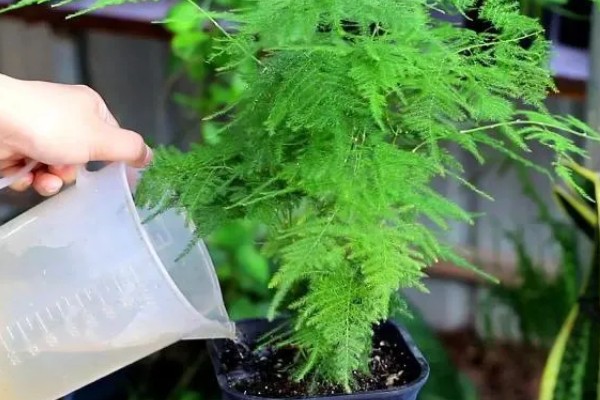 夏天文竹叶子发黄怎么处理，需及时补充水分