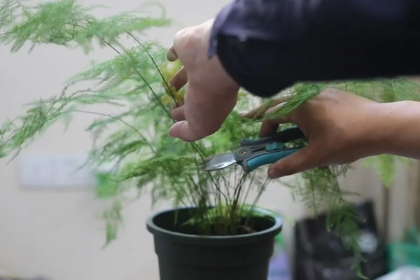 夏天文竹叶子发黄怎么处理，需及时补充水分