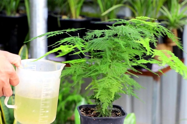 夏天文竹叶子发黄怎么处理，需及时补充水分