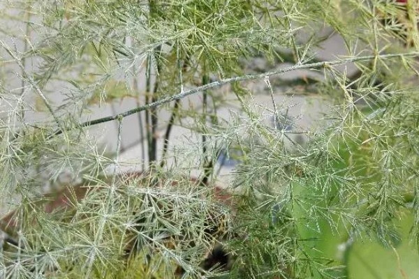 夏天文竹叶子发黄怎么处理，需及时补充水分