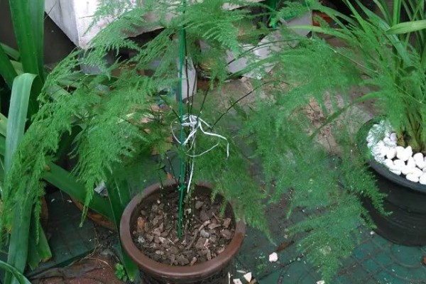 夏天文竹叶子发黄怎么处理，需及时补充水分