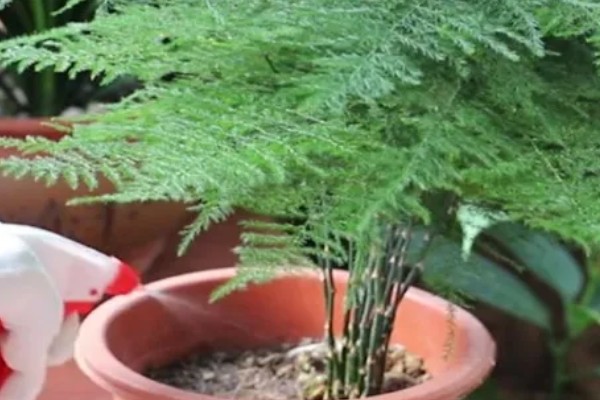 夏天文竹叶子发黄怎么处理，需及时补充水分