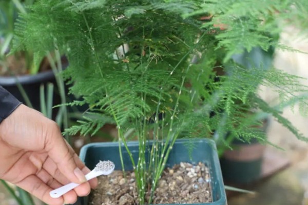 夏天文竹叶子发黄怎么处理，需及时补充水分