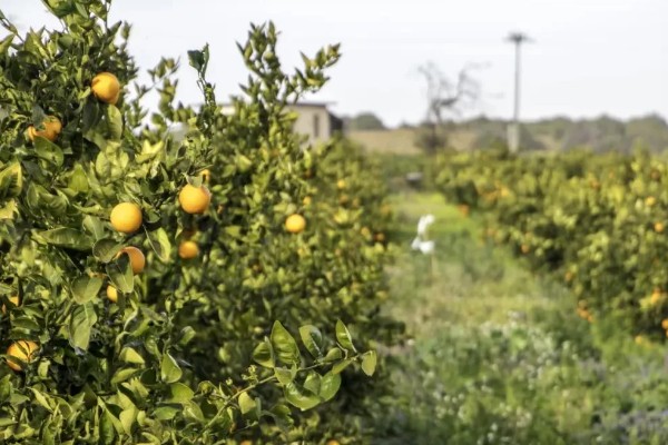 农村水果种植的难题，面积不大且无优势