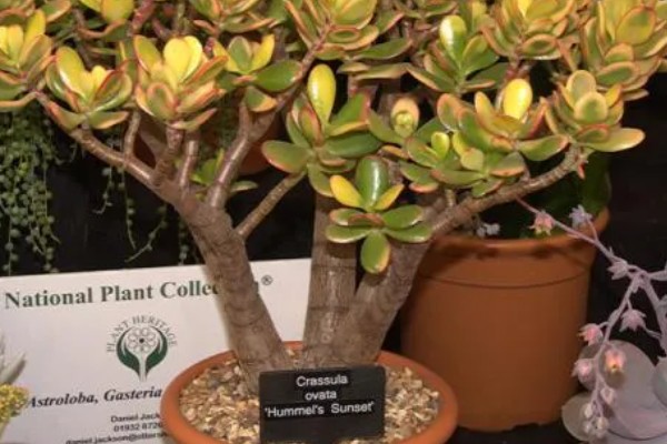 怎么给黄金花月修根,要确保主根茎不会受损或折断