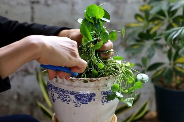 铜钱草有虫子如何处理,要及时剪掉虫叶
