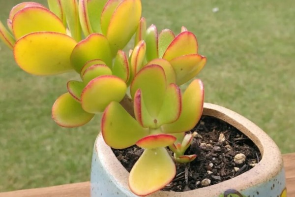 怎么给黄金花月修根,要确保主根茎不会受损或折断