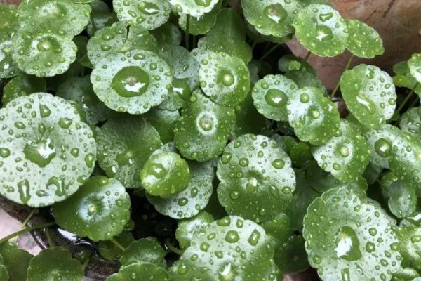 铜钱草有虫子如何处理,要及时剪掉虫叶