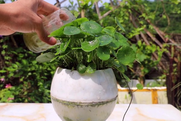 铜钱草有虫子如何处理,要及时剪掉虫叶