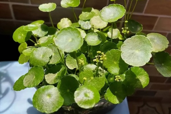 铜钱草有虫子如何处理,要及时剪掉虫叶