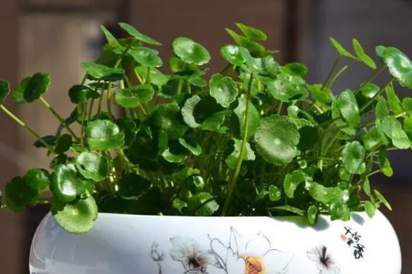 铜钱草有虫子如何处理,要及时剪掉虫叶