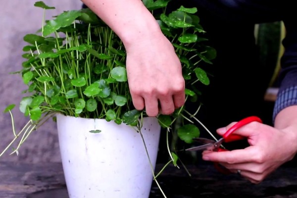 铜钱草有虫子如何处理,要及时剪掉虫叶