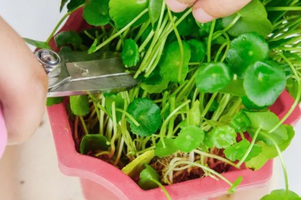 铜钱草有虫子如何处理,要及时剪掉虫叶