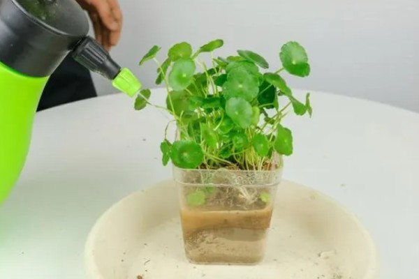 铜钱草有虫子如何处理,要及时剪掉虫叶