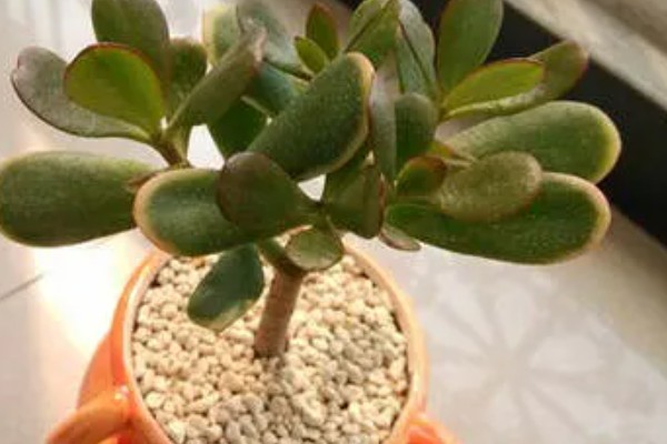 怎么给黄金花月修根,要确保主根茎不会受损或折断