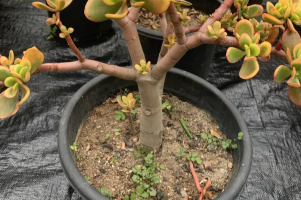 怎么给黄金花月修根,要确保主根茎不会受损或折断