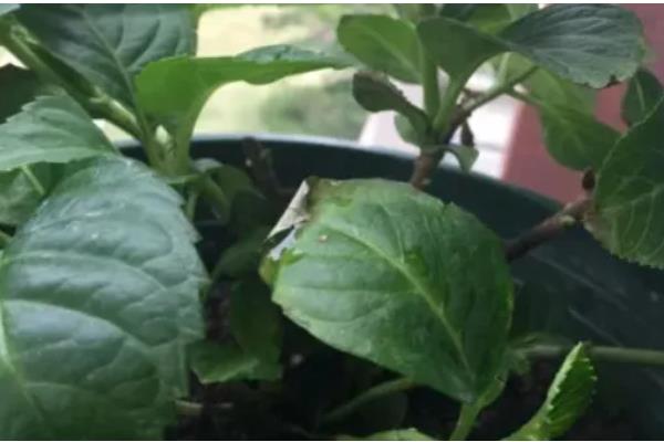 绣球的叶片为何有黑斑点，可能是强光暴晒、浇水过多等因素造成