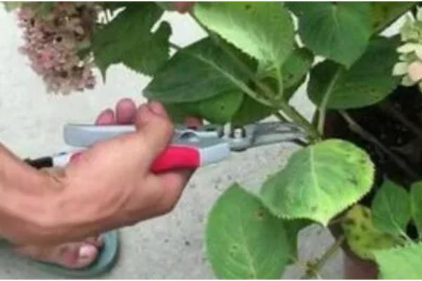 绣球的叶片为何有黑斑点，可能是强光暴晒、浇水过多等因素造成