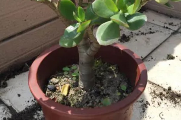 怎么给黄金花月修根,要确保主根茎不会受损或折断