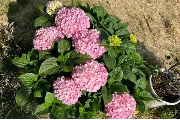 绣球的叶片为何有黑斑点，可能是强光暴晒、浇水过多等因素造成