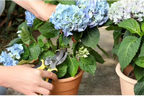 绣球的叶片为何有黑斑点，可能是强光暴晒、浇水过多等因素造成