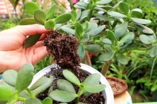 怎么给黄金花月修根,要确保主根茎不会受损或折断