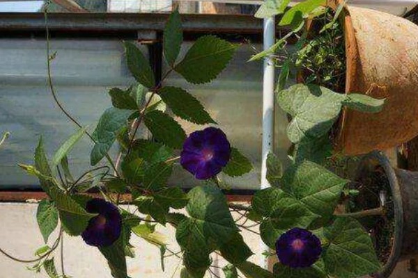 冬季室内牵牛花如何养护，适合生长在温暖的环境中