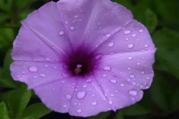 冬季室内牵牛花如何养护，适合生长在温暖的环境中