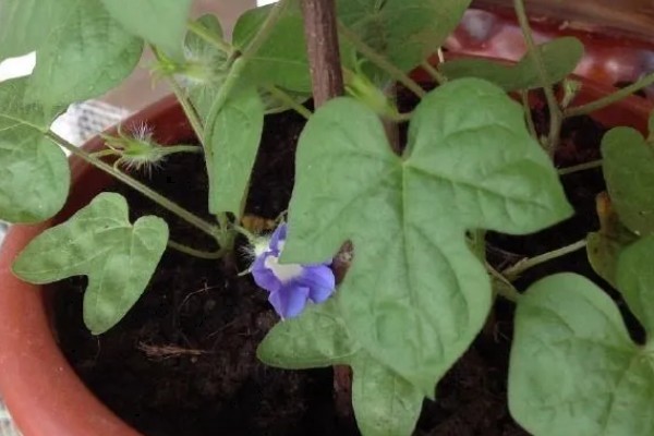 冬季室内牵牛花如何养护，适合生长在温暖的环境中