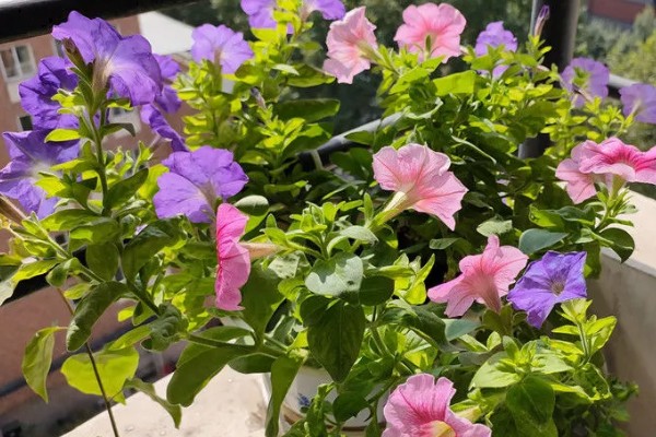 冬季室内牵牛花如何养护，适合生长在温暖的环境中