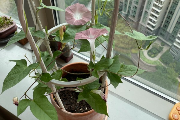 冬季室内牵牛花如何养护，适合生长在温暖的环境中