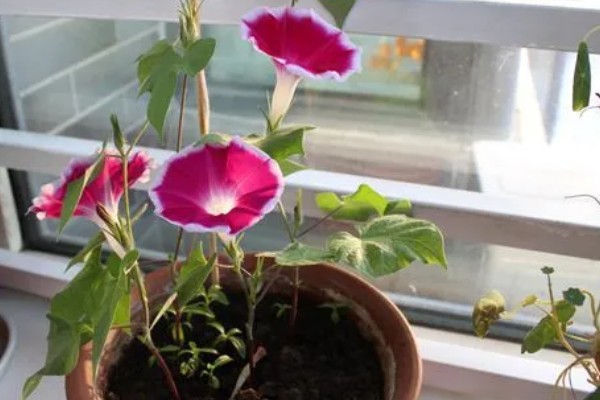 冬季室内牵牛花如何养护，适合生长在温暖的环境中