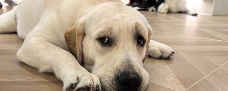 狗狗无法排便怎么办，饲喂蜂蜜水和酸奶有利于粪便排出