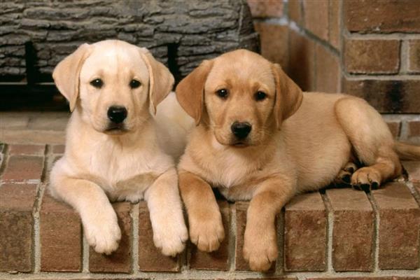 狗狗无法排便怎么办,饲喂蜂蜜水和酸奶有利于粪便排出