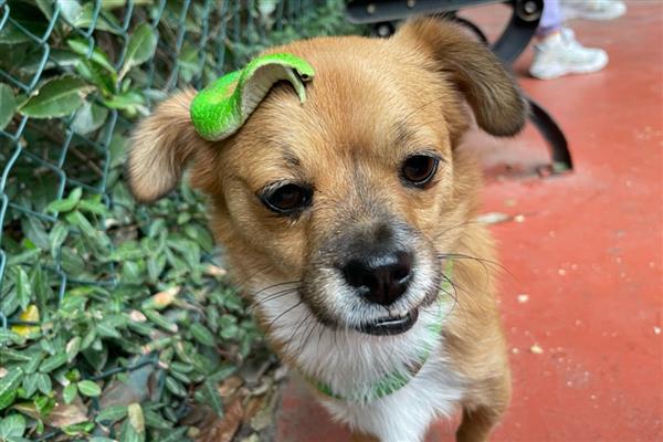 狗狗无法排便怎么办,饲喂蜂蜜水和酸奶有利于粪便排出