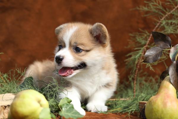 狗狗无法排便怎么办,饲喂蜂蜜水和酸奶有利于粪便排出