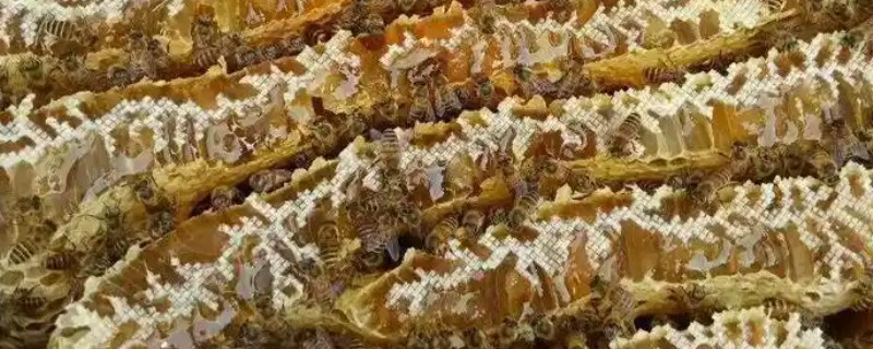 中蜂活框土养不用巢础的方式，将嵌有小块巢脾的巢框放入蜂群之中