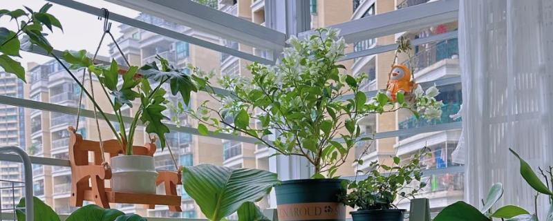 室内养花怎么防治蚜虫，喷施植物精油具有良好效果