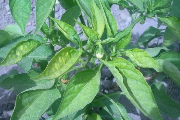 大棚辣椒病毒病如何防治，可用10%的磷酸三钠液浸种