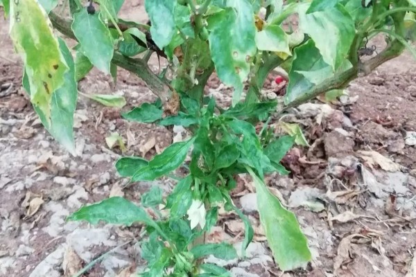 大棚辣椒病毒病如何防治，可用10%的磷酸三钠液浸种