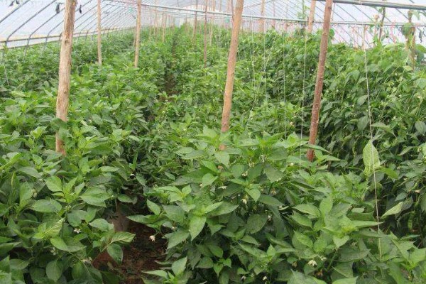 大棚辣椒病毒病如何防治，可用10%的磷酸三钠液浸种