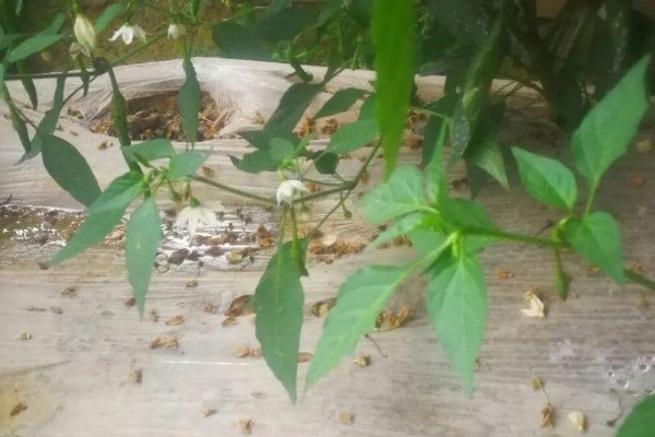 大棚辣椒病毒病如何防治，可用10%的磷酸三钠液浸种