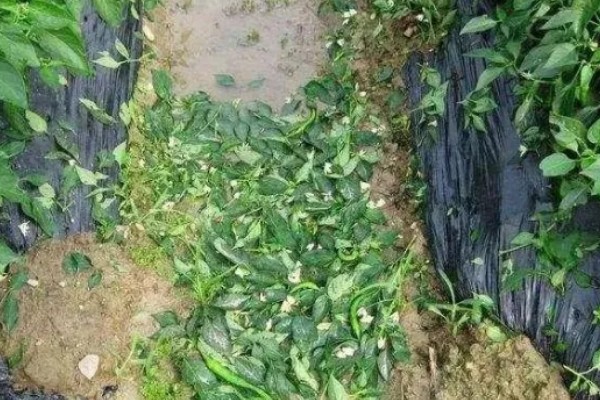 大棚辣椒病毒病如何防治，可用10%的磷酸三钠液浸种
